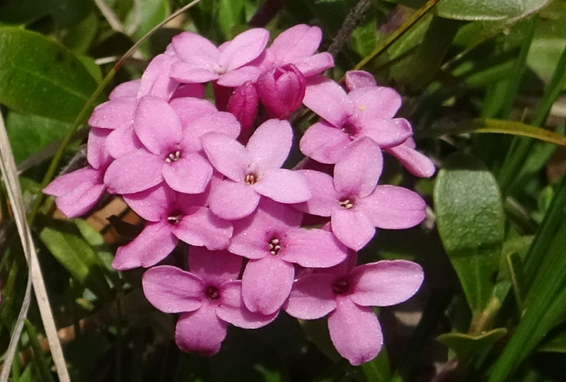 Daphne cneorum - Thymeleaceae